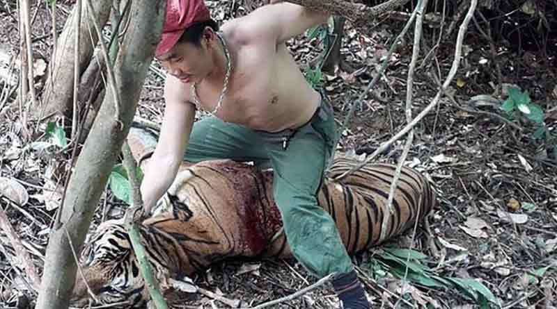 চোরাশিকারীর ধারালো অস্ত্রের কোপে মৃত্যু বাঘের, ভাইরাল ছবি