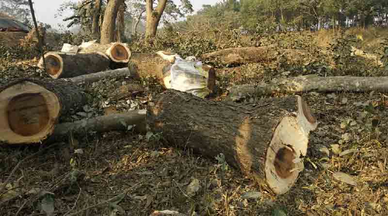 বিনা অনুমতিতে বৃক্ষনিধনে বিতর্ক, তড়িঘড়ি বন্ধ করল সেচ দপ্তর