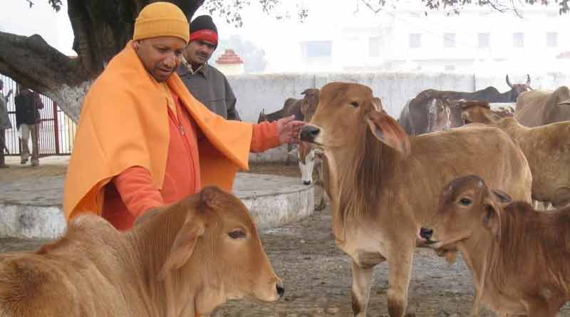 Ensure no cow dies of cold and hunger: Yogi Adityanath tells officials | Sangbad Pratidin