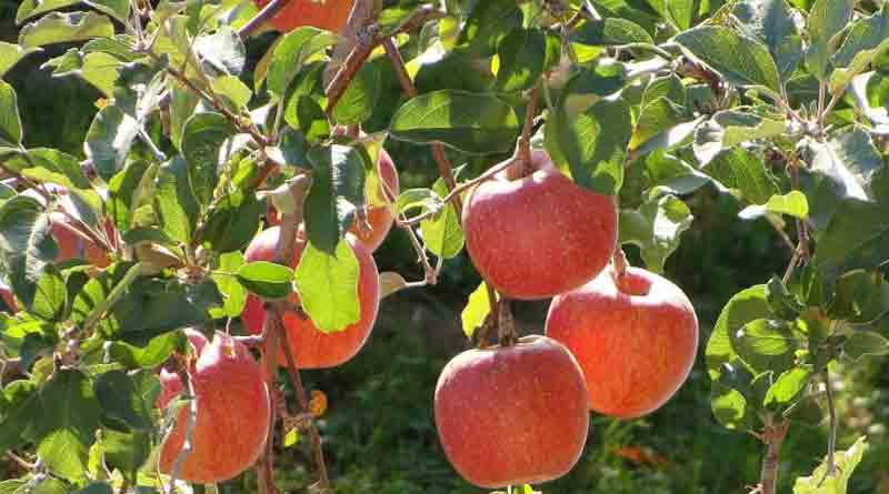 Farmers of Durgapur cultivate apple and mango in a different way | Sangbad Pratidin