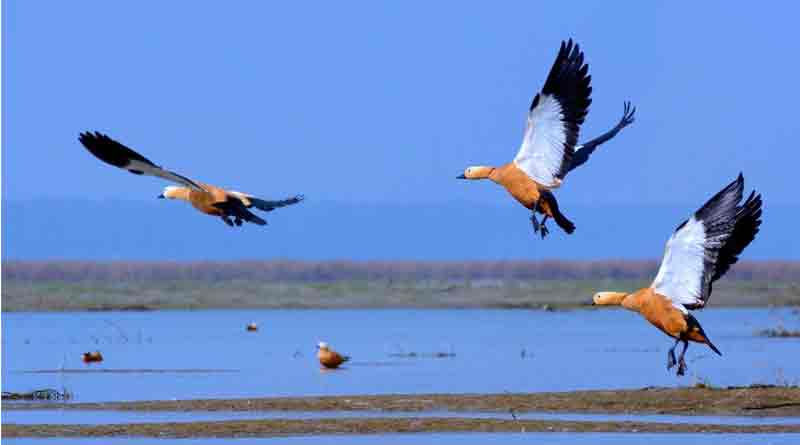 Forest Department is in tension about migratory birds