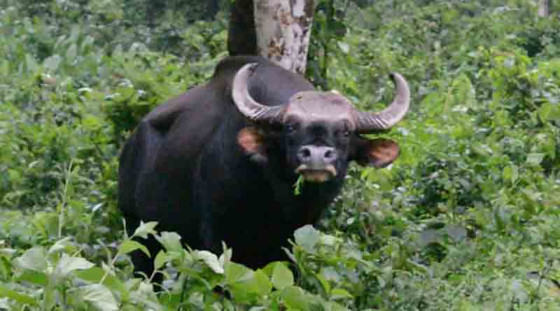 Pregnant Indian bison killed for its meat in the Malappuram district of Kerala
