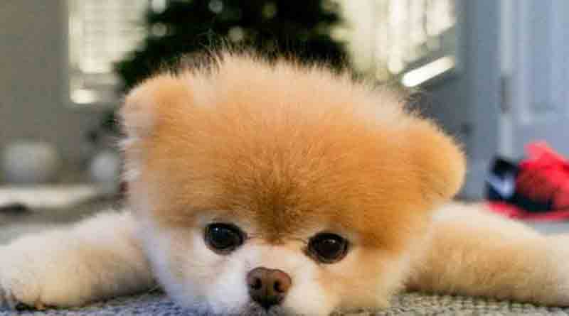 World's cutest dog Boo dies