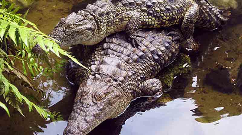 Man makes home to save crocodiles.