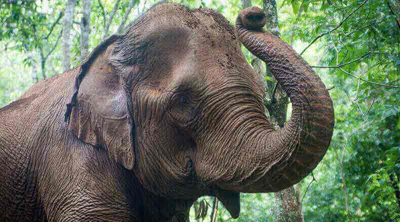 This video of elephant bidding farewell to dead Kerala Mahout will left you in tears | Sangbad Pratidin