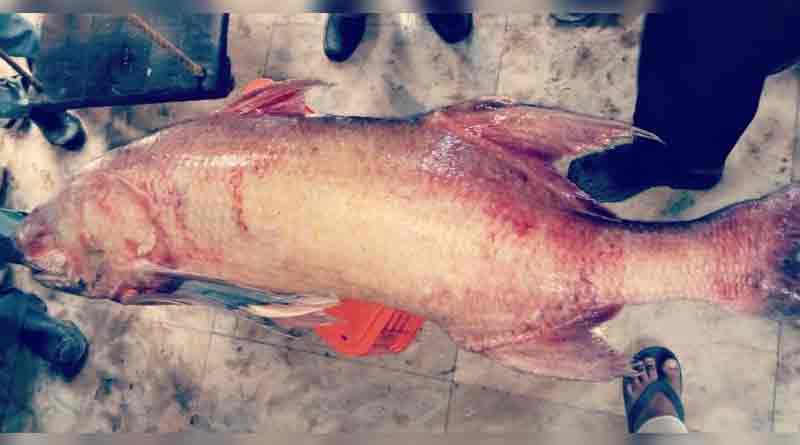 Mammoth fish caught in Digha