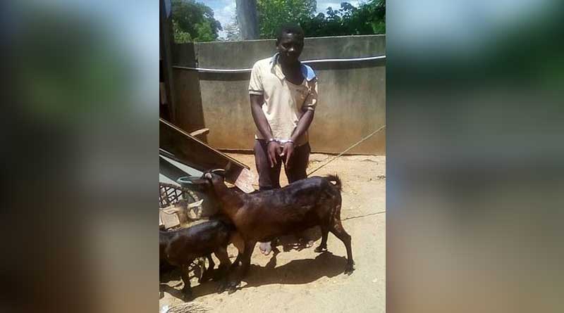 Man satisfies desire on goat 