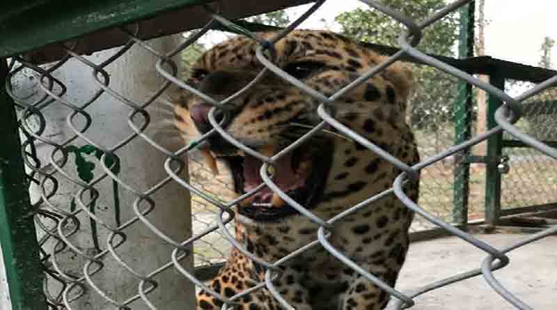  Leopard caged in Dooars tea Estate
