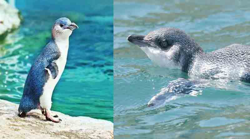 3 little blue penguins stolen 