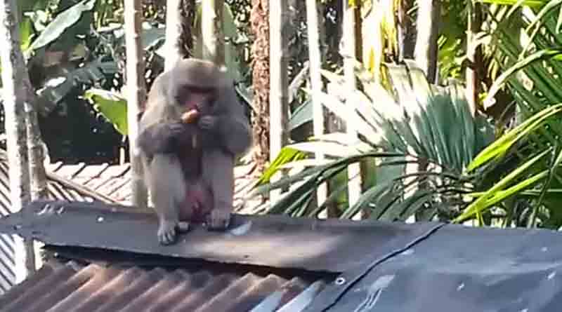 ‘ভাগ’ করে নয়, গৃহস্থের গোটা পিঠে নিজের পেটে চালান চারপেয়ের