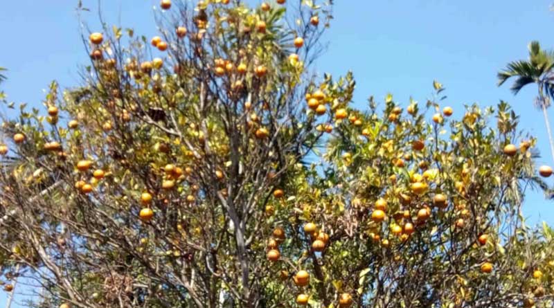 Thousand orange in a single tree