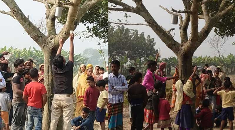 কাঁঠাল গাছ থেকে বেরোচ্ছে জলের মতো তরল! অবাক কাণ্ড রানিনগরে