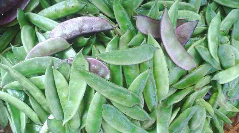 Bean cultivation in Murshidabad