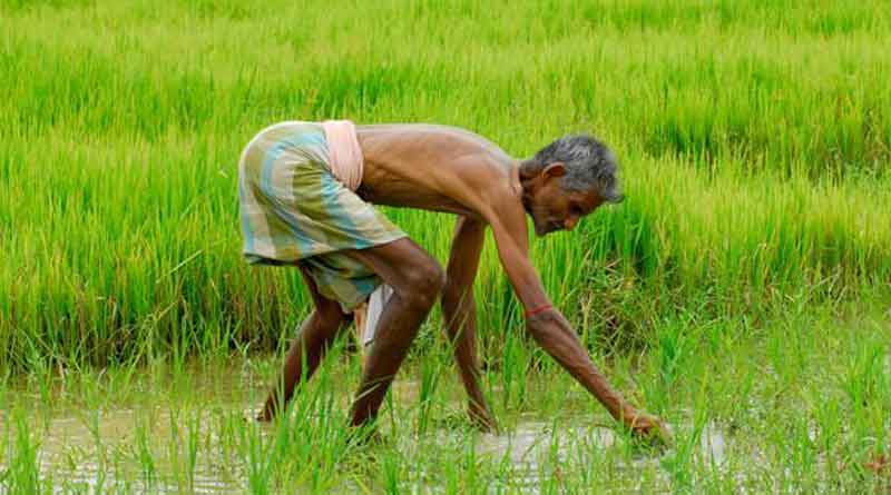Here is how the farmers will get benefit from centre state schemes | Sangbad Pratidin