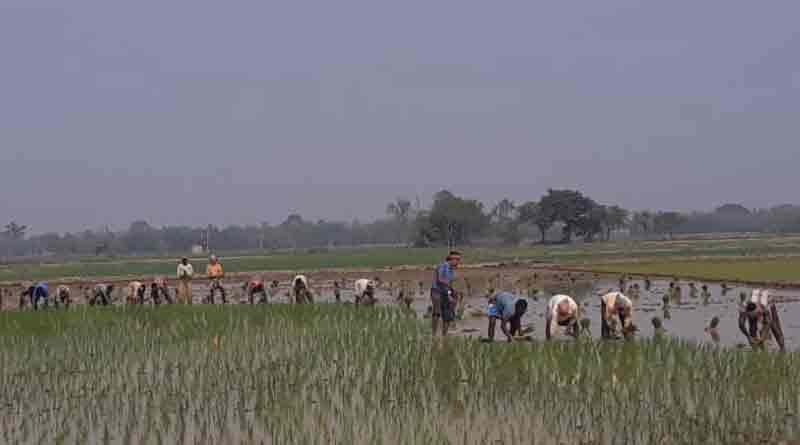 Villagers cultivate paddy together