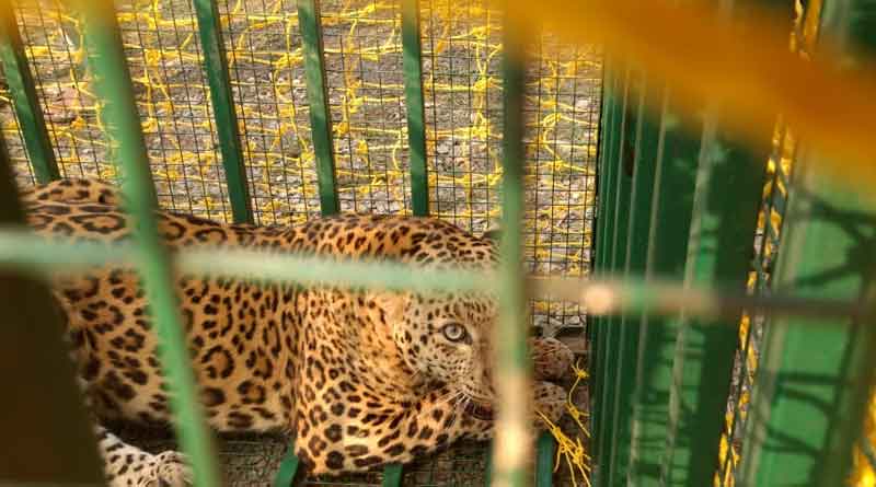 Leopard caged in Alipurduar
