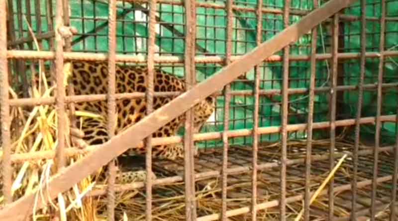 Leopard caged in Madarihat