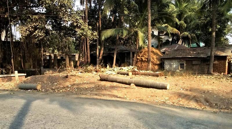   Govt cut All the palm-trees on BUd Bud-Mankar road