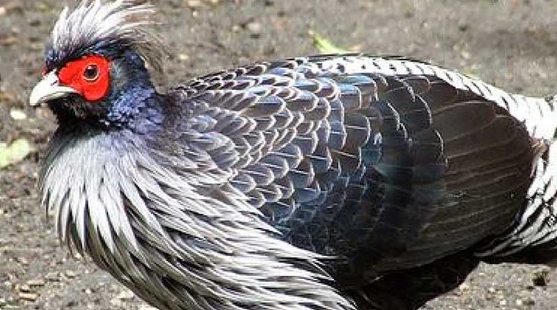 himalayan monal