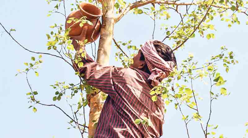 গাছে হাঁড়ি বেঁধে পাখিদের বিকল্প বাসস্থান গড়ছেন বনকর্মীরা
