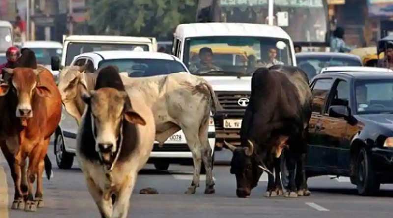 Gujarat police files case against man who died after his bike collided with-a-cow