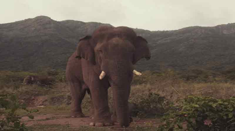 Madras HC saves elephant from being kumki