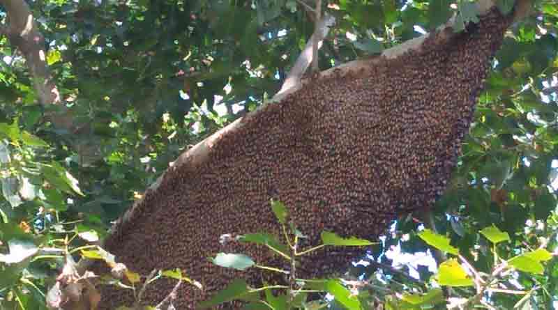Bee's attack on people in Katwa 