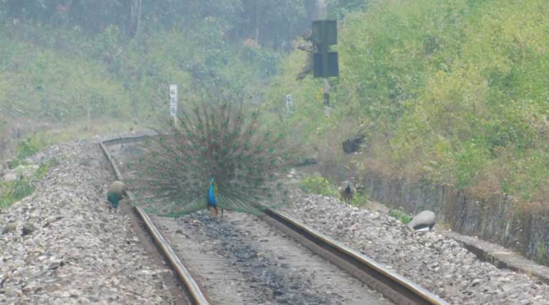 Peacock dances on Railways track 
