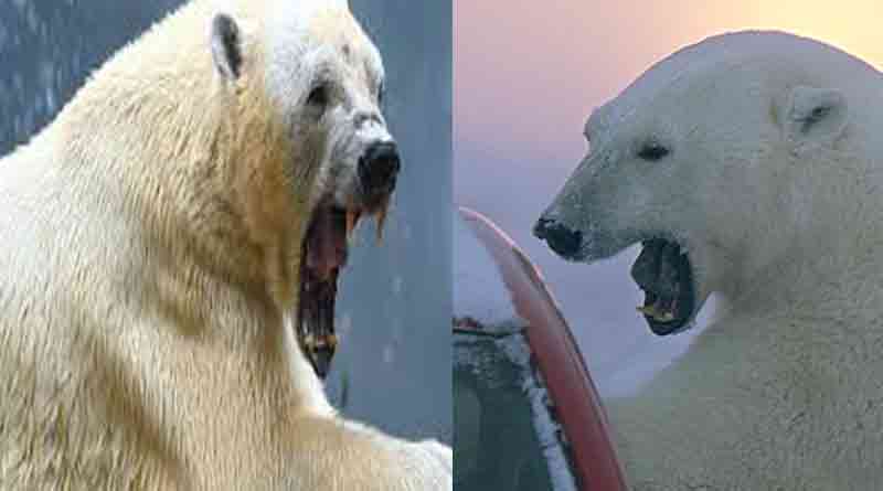 Russia ruled out culling of polar bear