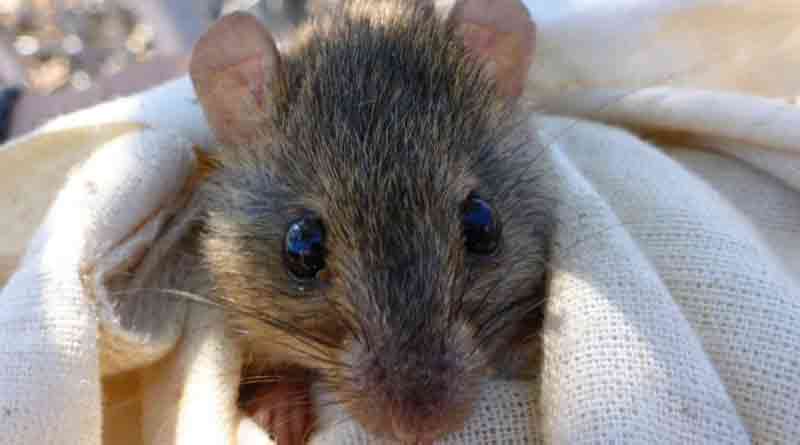 Little brown rat to be extincted