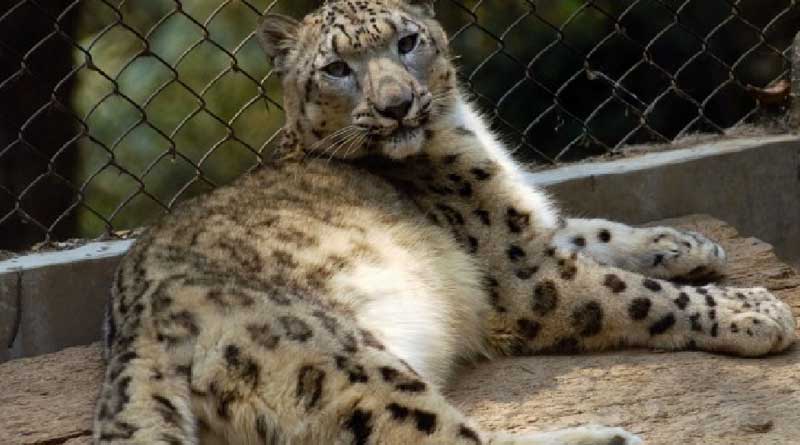 snow-leopard