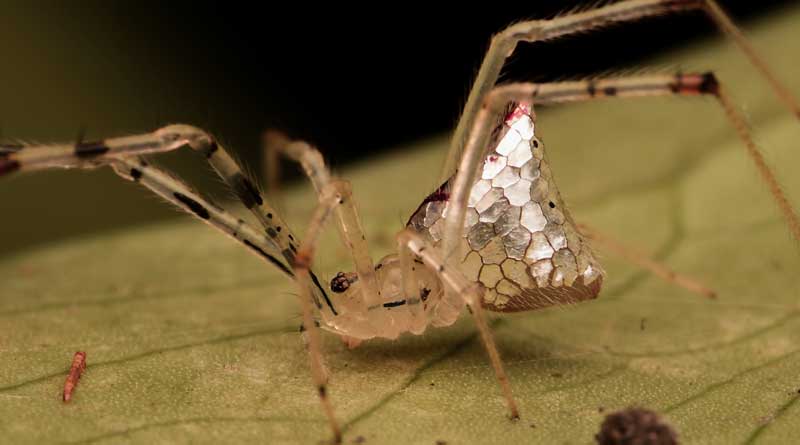 Mirror Spider found in Sonarpur