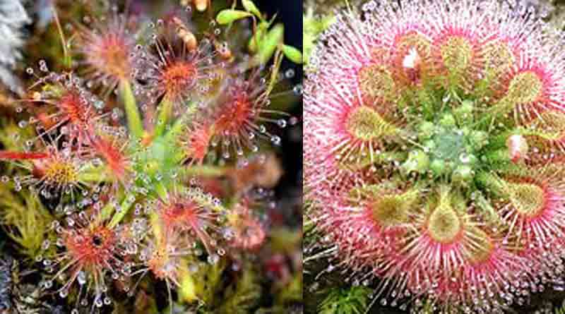 Drosera, insects eating plant is in danger