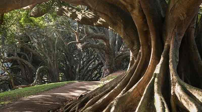 100 year old banyan tree goes missing