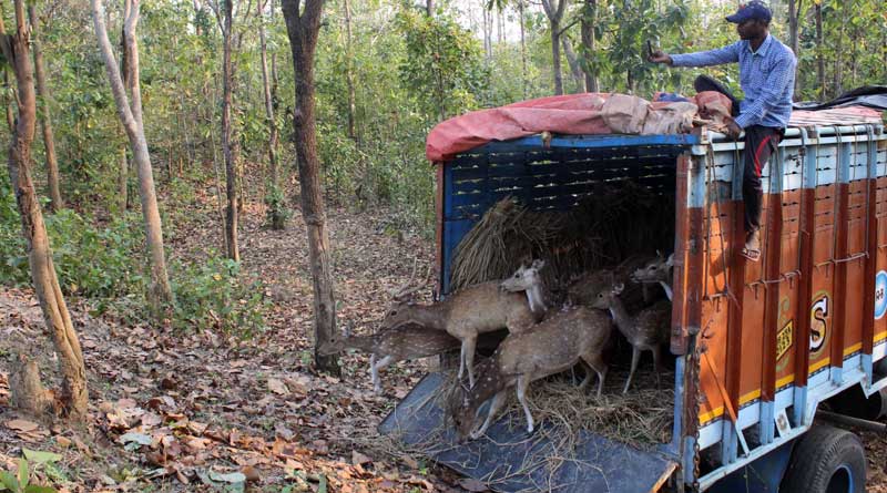 বন্দিদশা থেকে মুক্তি, ৩০টি চিতল হরিণকে ‘স্বাধীনতার’ স্বাদ দিল বনদপ্তর