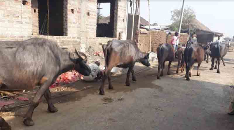 Borunga-Joypur people demands food for cattle.