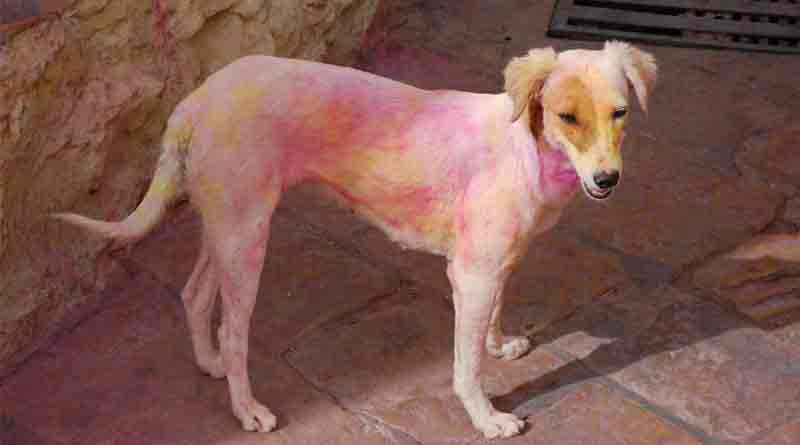 6 months of prison for smearing animals with colours