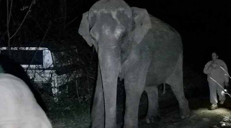 গভীর রাতে কড়া নেড়ে ধান সাবাড় করছে দলমার হাতি