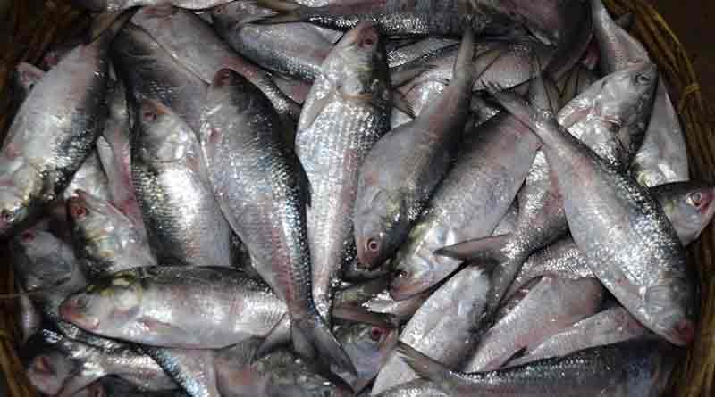 Hilsa fish brings smile om food lovers' faces this season
