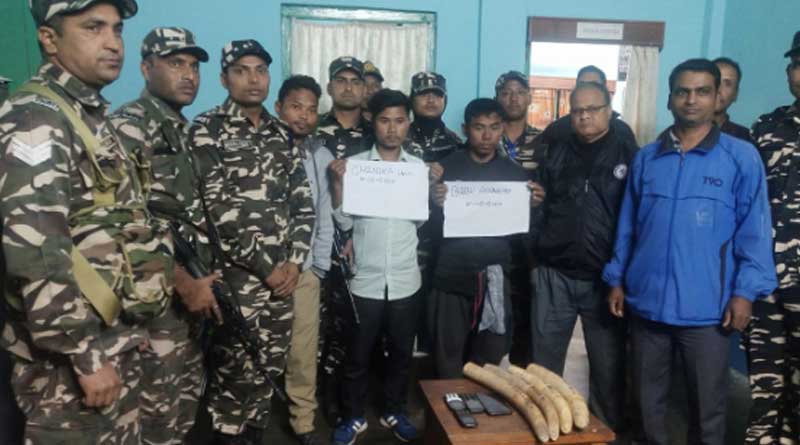 হাতির দাঁত পাচারের চেষ্টা বানচাল, হাসিমারায় গ্রেপ্তার অসমের ২ নাগরিক