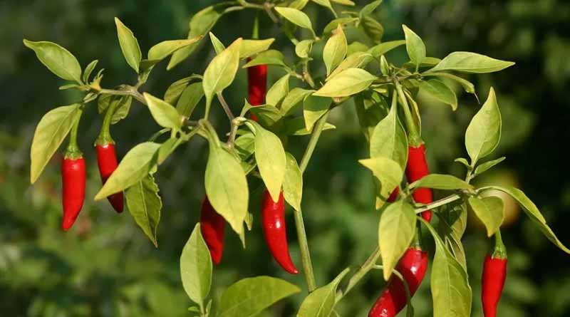 Common disease of chili 