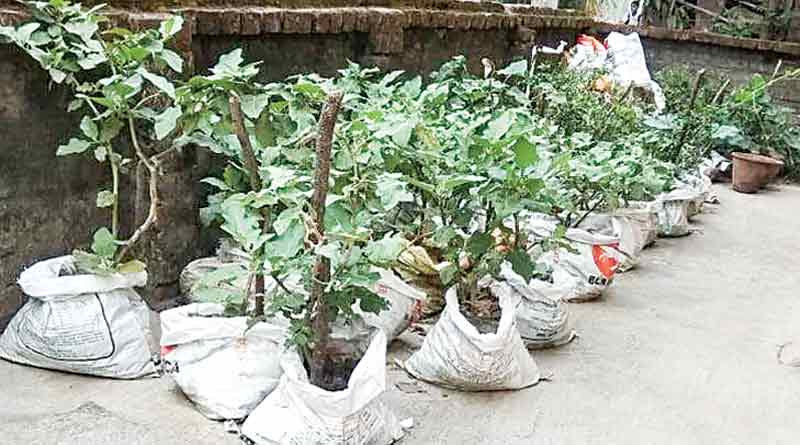 A farmer of Nandigram awarded for sack cultivation
