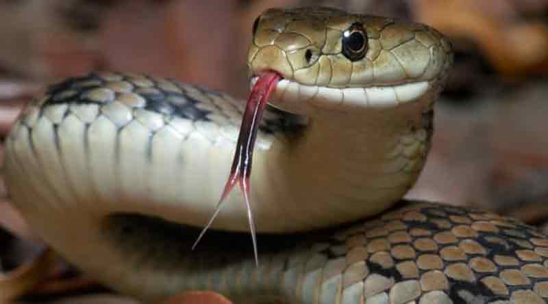 Afraid of snake, couple fled away from home in behala