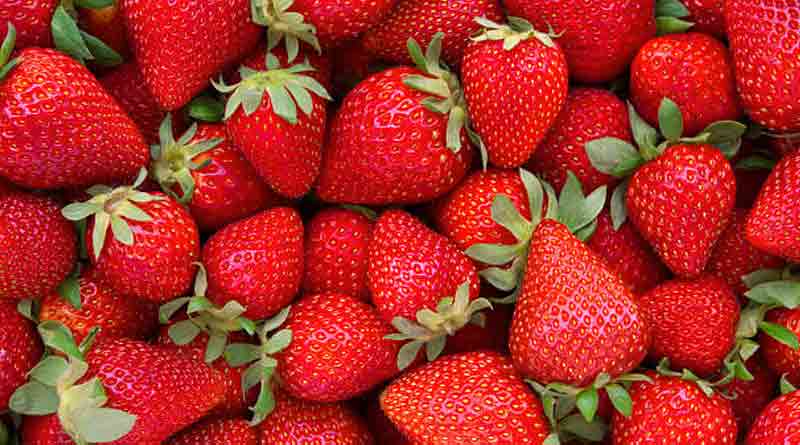 Strawberry cultivation in Murshidabad