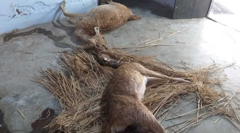 Dogs kill 3 deer in Purulia 