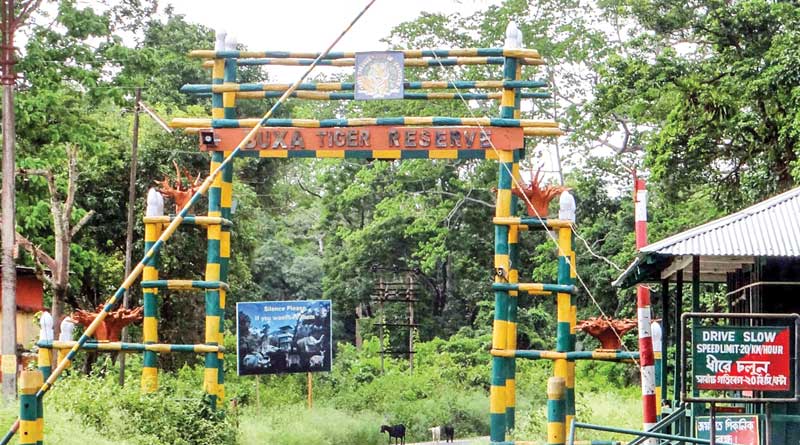 Travel News: Jungle safari resumes in Buxa Tiger Reserve after 5 days, tourists are happy | Sangbad Pratidin