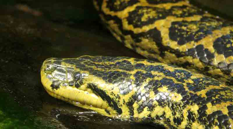 Alipore zoo in Kolkata to get Anaconda after LS Polls