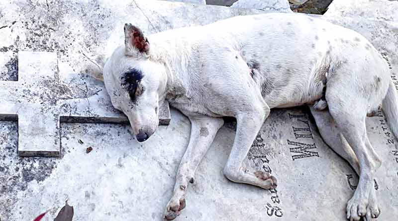 Street dogs suffering from cancer.