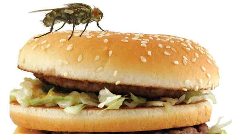 What to do with insect in food 