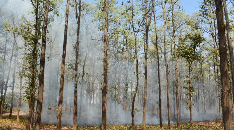 ঝাড়গ্রামে জঙ্গলে আগুন, মহকুমা শাসকের কাছে ডেপুটেশন স্থানীয়দের
